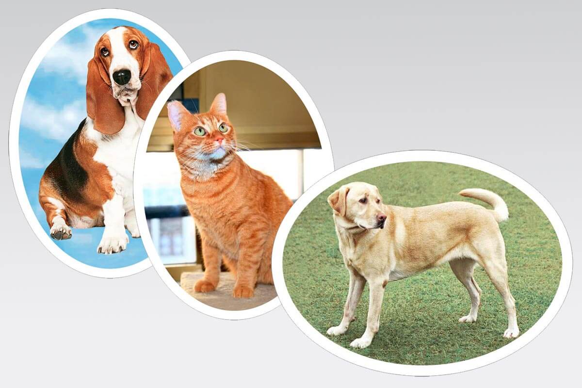 Foto de cerámica para mascota